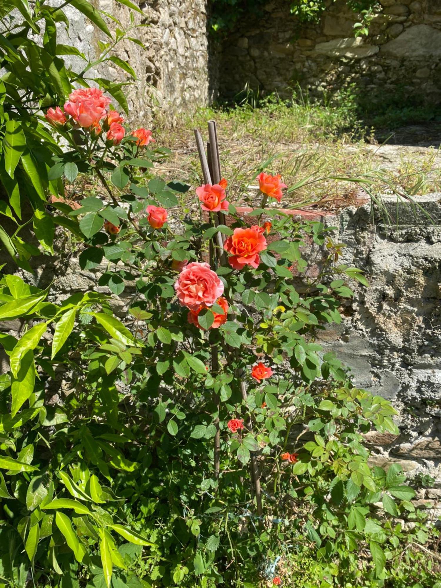 Dolce Vita In Tuscany Cottage Capannori Exteriér fotografie
